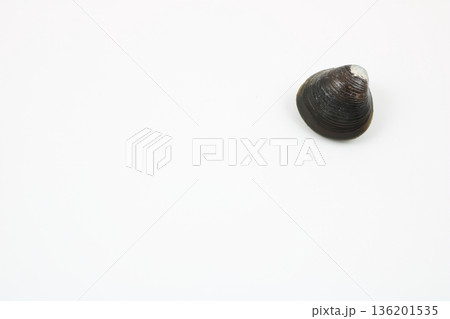 シンプルで清潔感のあるシジミ一粒の孤立写真 シンプルで清潔感のあるシジミ一粒の孤立写真 136201535