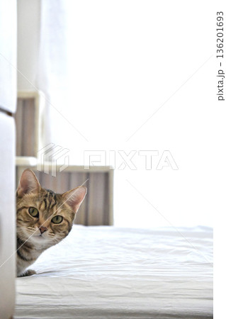 ベッドの陰からひょっこりと顔を出す可愛い茶トラ猫 ベッドの陰からひょっこりと顔を出す可愛い茶トラ猫 136201693