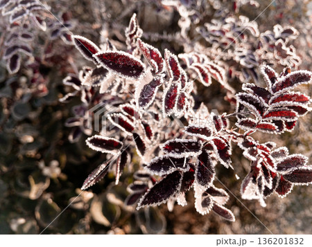 Young hoarfrost covers delicate rosehip leaves. Young hoarfrost covers delicate rosehip leaves. 136201832