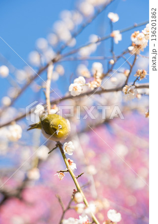 満開の梅の木に止まるメジロ 136201862