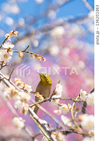 満開の梅の木に止まるメジロ 136201863