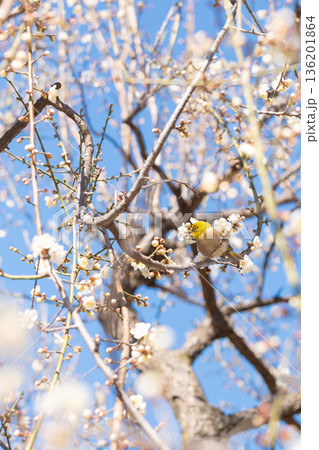 満開の梅の木に止まるメジロ 136201864