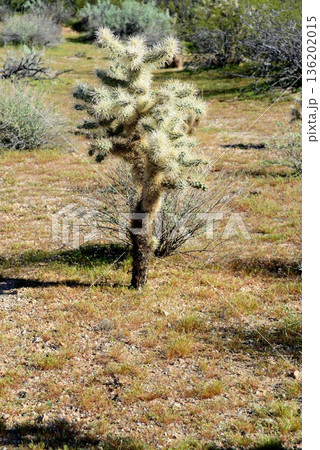 Cholla cactus, Sonora Desert, Mid Winter 136202015
