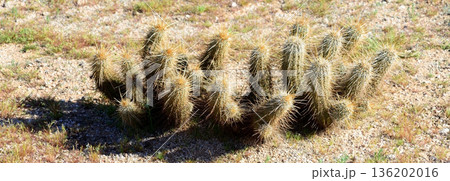 Hedge Hog cactus Hedge Hog cactus 136202016