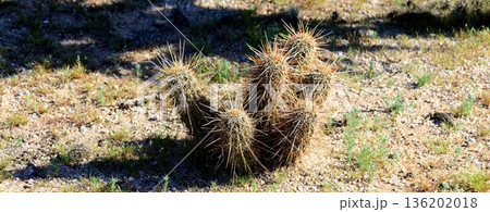 Hedge Hog cactus 136202018