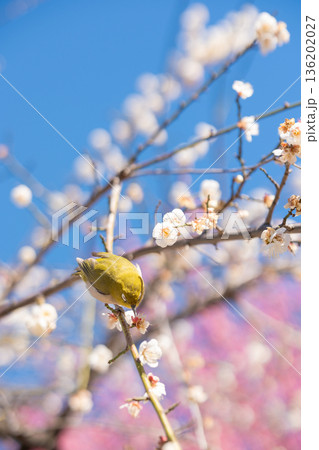 満開の梅の木に止まるメジロ 136202027