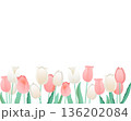 チューリップのフレーム　清楚な春の背景イラスト（ピンク・ホワイト） 136202084