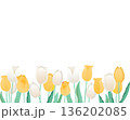 チューリップのフレーム　明るい春の背景素材（イエロー・ホワイト） 136202085