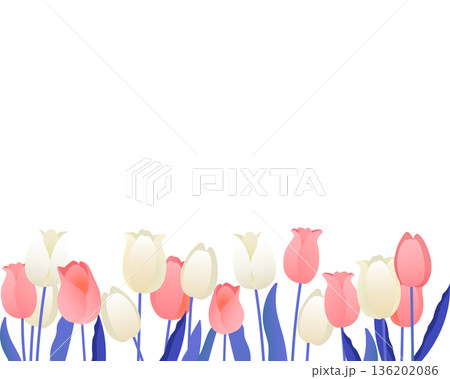チューリップのフレーム　柔らかな春の背景（ニュアンスピンク） 136202086