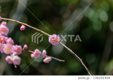 春の訪れを感じさせる一枝の梅の花 春の訪れを感じさせる一枝の梅の花 136202404