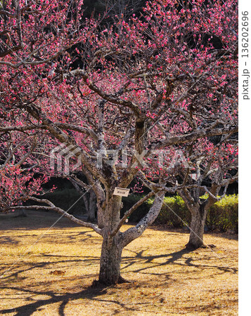 袖ケ浦公園の梅（更紗錦） 136202696