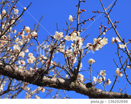 袖ケ浦公園の梅(田毎の月) 袖ケ浦公園の梅(田毎の月) 136202698
