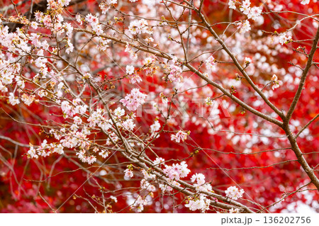 埼玉県児玉郡神川町矢納　冬桜と紅葉の名所町立城峯公園　満開の冬桜ともみじなどの紅葉の競演 136202756