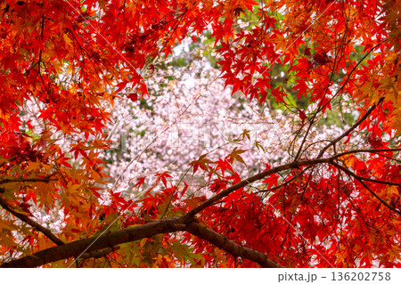 埼玉県児玉郡神川町矢納　冬桜と紅葉の名所町立城峯公園　満開の冬桜ともみじなどの紅葉の競演 136202758