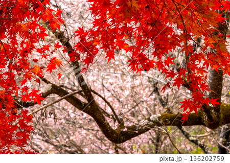 埼玉県児玉郡神川町矢納　冬桜と紅葉の名所町立城峯公園　満開の冬桜ともみじなどの紅葉の競演 136202759