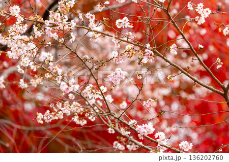 埼玉県児玉郡神川町矢納 冬桜と紅葉の名所町立城峯公園 満開の冬桜ともみじなどの紅葉の競演 埼玉県児玉郡神川町矢納 冬桜と紅葉の名所町立城峯公園 満開の冬桜ともみじなどの紅葉の競演 136202760