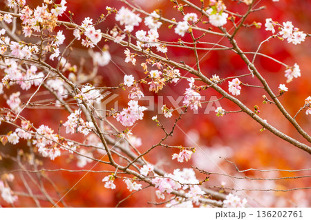 埼玉県児玉郡神川町矢納 冬桜と紅葉の名所町立城峯公園 満開の冬桜ともみじなどの紅葉の競演 埼玉県児玉郡神川町矢納 冬桜と紅葉の名所町立城峯公園 満開の冬桜ともみじなどの紅葉の競演 136202761