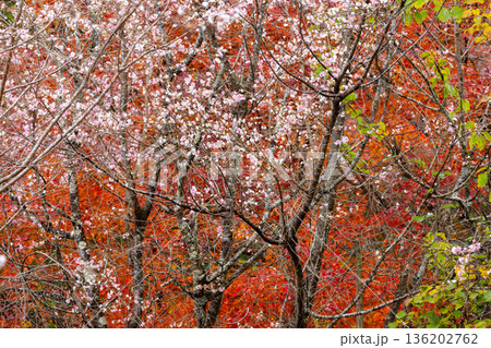 埼玉県児玉郡神川町矢納 冬桜と紅葉の名所町立城峯公園 満開の冬桜ともみじなどの紅葉の競演 埼玉県児玉郡神川町矢納 冬桜と紅葉の名所町立城峯公園 満開の冬桜ともみじなどの紅葉の競演 136202762