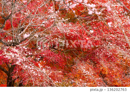 埼玉県児玉郡神川町矢納　冬桜と紅葉の名所町立城峯公園　満開の冬桜ともみじなどの紅葉の競演 136202763