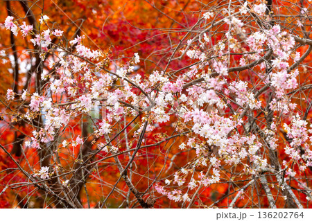 埼玉県児玉郡神川町矢納　冬桜と紅葉の名所町立城峯公園　満開の冬桜ともみじなどの紅葉の競演 136202764