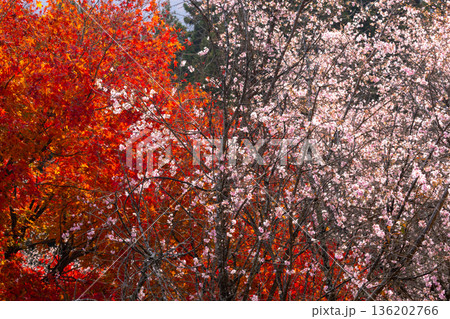 埼玉県児玉郡神川町矢納　冬桜と紅葉の名所町立城峯公園　満開の冬桜ともみじなどの紅葉の競演 136202766