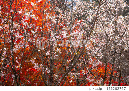 埼玉県児玉郡神川町矢納　冬桜と紅葉の名所町立城峯公園　満開の冬桜ともみじなどの紅葉の競演 136202767