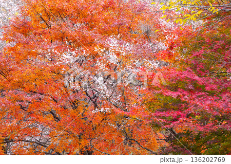 埼玉県児玉郡神川町矢納　冬桜と紅葉の名所町立城峯公園　満開の冬桜ともみじなどの紅葉の競演 136202769
