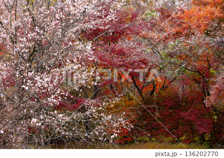 埼玉県児玉郡神川町矢納　冬桜と紅葉の名所町立城峯公園　満開の冬桜ともみじなどの紅葉の競演 136202770