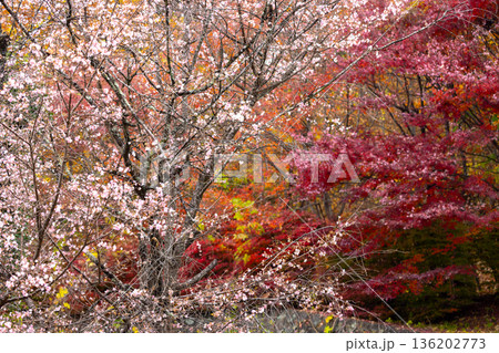 埼玉県児玉郡神川町矢納　冬桜と紅葉の名所町立城峯公園　満開の冬桜ともみじなどの紅葉の競演 136202773