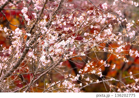 埼玉県児玉郡神川町矢納　冬桜と紅葉の名所町立城峯公園　満開の冬桜ともみじなどの紅葉の競演 136202775