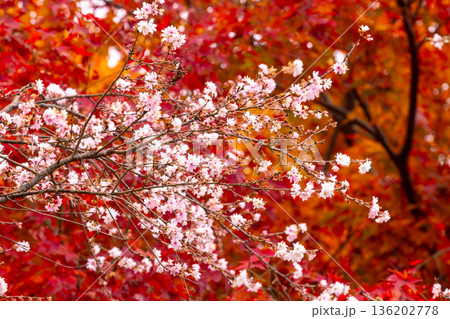埼玉県児玉郡神川町矢納　冬桜と紅葉の名所町立城峯公園　満開の冬桜ともみじなどの紅葉の競演 136202778