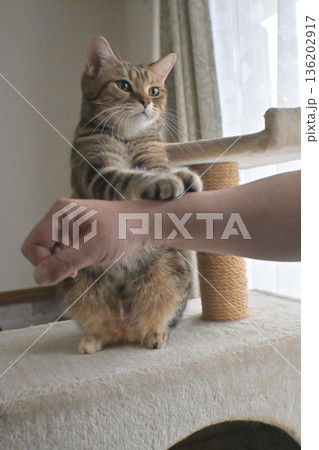 ハイタッチで挨拶する猫 136202917