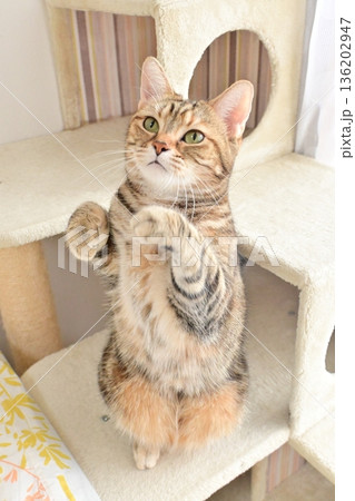 立ち上がるかわいい猫 136202947