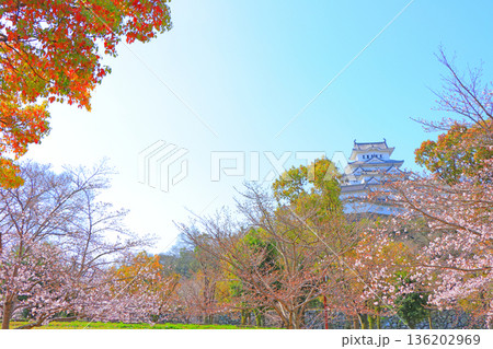 兵庫県姫路市、咲き始めの桜と姫路城の風景 兵庫県姫路市、咲き始めの桜と姫路城の風景 136202969