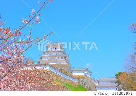 兵庫県姫路市、咲き始めの桜と姫路城の風景 136202972