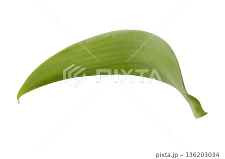 leaves of vanilla orchid plant isolated on a white background leaves of vanilla orchid plant isolated on a white background 136203034