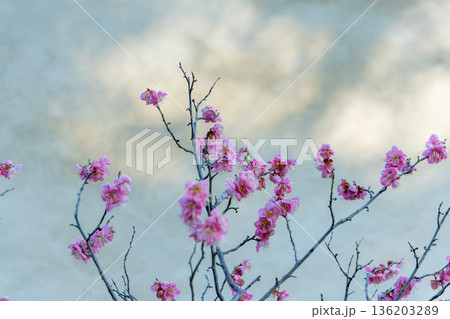 明るい背景に映える美しい紅梅の枝先 136203289