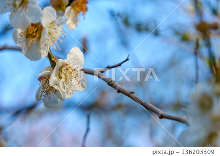 青空を背景に咲く可憐な白い梅の花 青空を背景に咲く可憐な白い梅の花 136203309