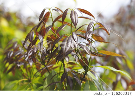 白樫（シラカシ）の赤い新葉　 136203317