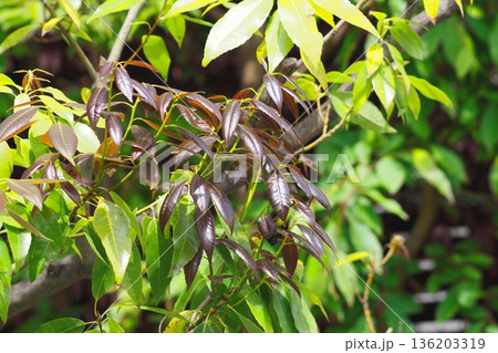 白樫（シラカシ）の赤い新葉　 136203319