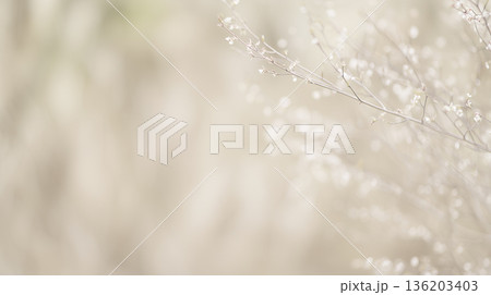 【春の余白背景】やわらかく咲く白い花と光|淡色トーンの上品で癒しあるナチュラル素材 【春の余白背景】やわらかく咲く白い花と光|淡色トーンの上品で癒しあるナチュラル素材 136203403