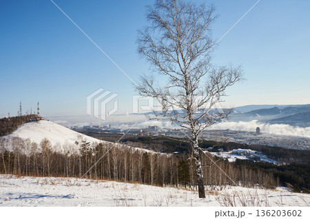 Snowy hill with a birch tree and distant city view. Winter landscape for nature and outdoor activity 136203602