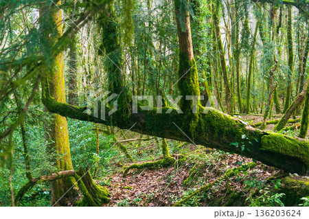 moss on trees in the rainforest moss on trees in the rainforest 136203624