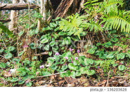 Purple cyclamen flowers blooming in the forest 136203626