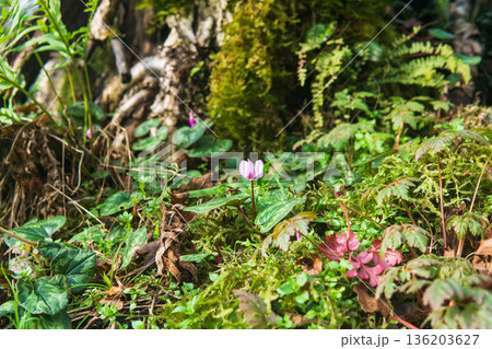 Flowering cyclamen in the forest Flowering cyclamen in the forest 136203627