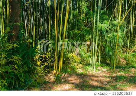 Natural background of bamboo grove. 136203637