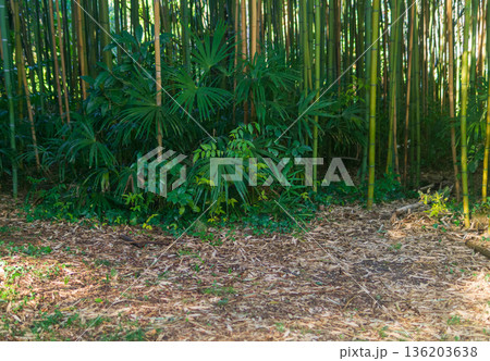 bamboo grove with palm trees bamboo grove with palm trees 136203638