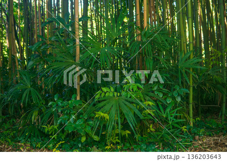 bamboo forest in the morning with sunlight and shadow 136203643