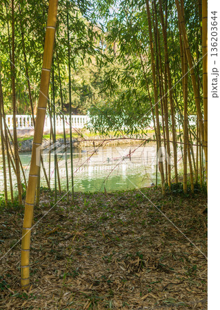 Bamboo grove in the park with a pond in the background Bamboo grove in the park with a pond in the background 136203644