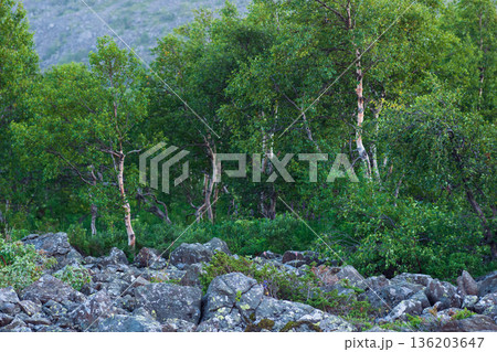 stone river among mountain forest 136203647